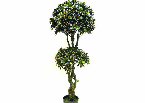 Furn Im Rgs Artificial Tree 4.5" Pittisporum Golden Print 8" Pot